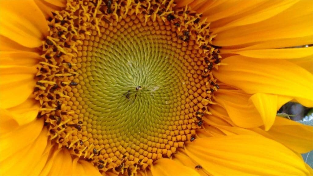 sunflower patterns