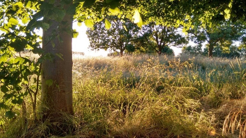 image of woods and field through sunset