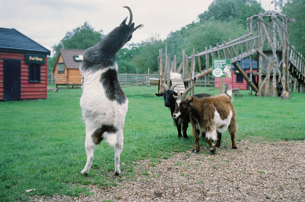 Shooting slide film - 3 goats in zoo