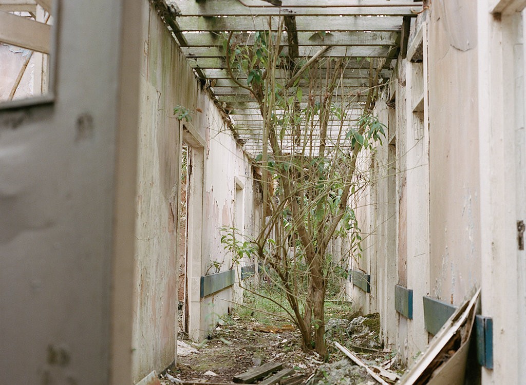 shooting abandoned buildings - favourite tree growing in corridor